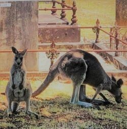 Kangaroos at the cemetery-250
