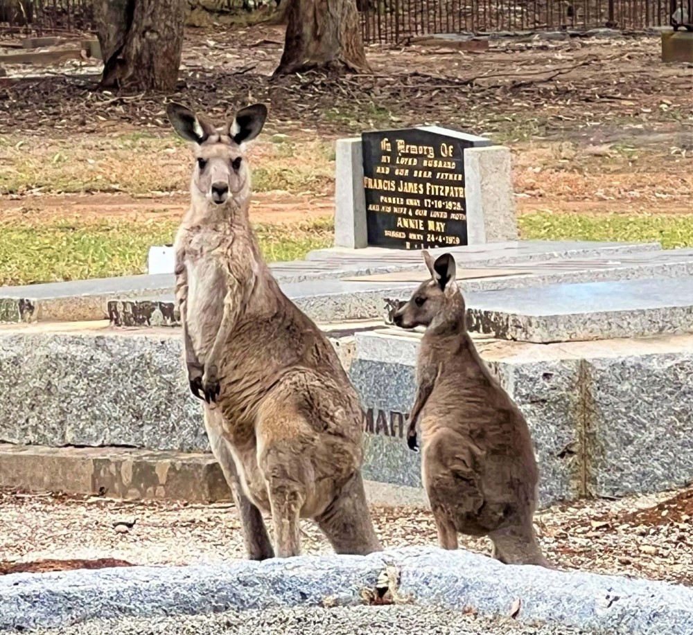 Kangaroos 6 -comp