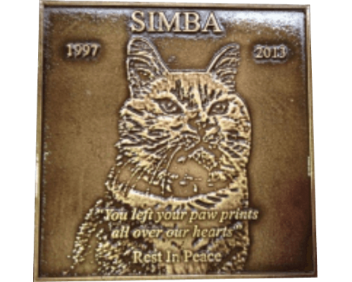 Simba the Cat