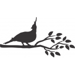 Crested Pigeon 2