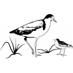 Plover