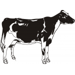 cow3