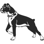 Boxer 3