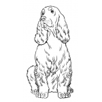 Cocker Spaniel 1