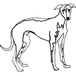 Greyhound