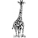 giraffe
