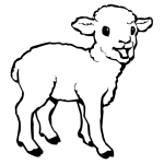 Sheep-lamb