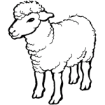 Sheep-young adult