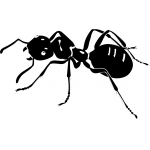 Ant