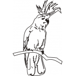 Cockatoo