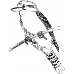 Kookaburra