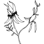 Desert Pea 1