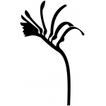 Kangaroo Paw