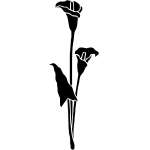 Arrum Lily