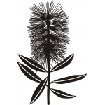 BOTTLEBRUSH