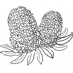 Banksia Double