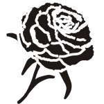CARNATION