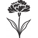 Carnation 1