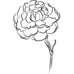 Carnation 2