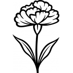 Carnation 4
