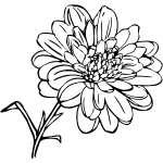 Chrysanthemum