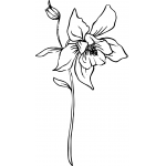 Columbine Flower
