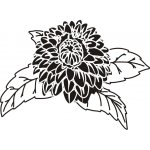 DAHLIA