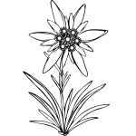 Edelweiss 1