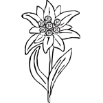 Edelweiss 3