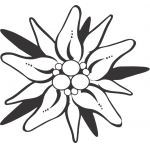 Edelwiess 5