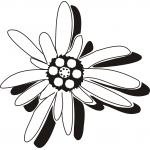 Edelweiss