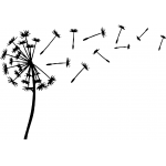 Flower Dandilion 2