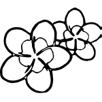 Frangipani 1