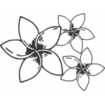 Frangipani 3