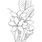 Frangipani Flowers