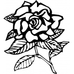 Gardenia