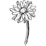 Gerbera 1
