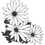 Gerbera 3