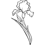 Iris 21