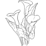 Lily 3