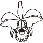 ORCHID