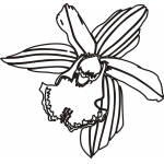 Orchid 4