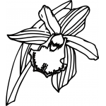 Orchid 5