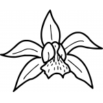Orchid 6