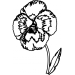 PANSY 2