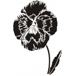 PANSY