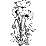Poppy bunch