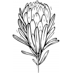 Protea 2