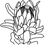 Protea