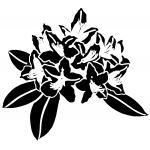 Rhododendron